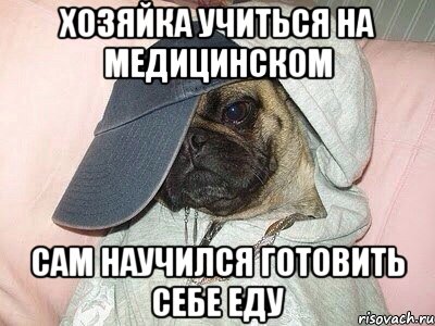 хозяйка учиться на медицинском сам научился готовить себе еду