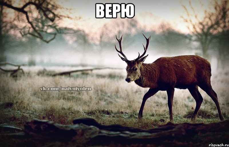 верю 