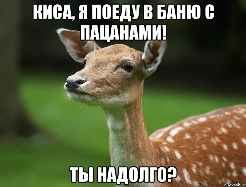 Киса, я поеду в баню с пацанами! ты надолго?