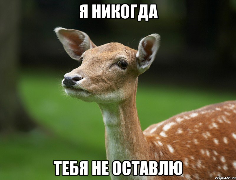 Я никогда тебя не оставлю