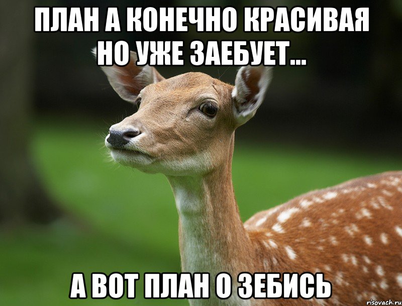 План А конечно красивая но уже заебует... а вот план О зебись
