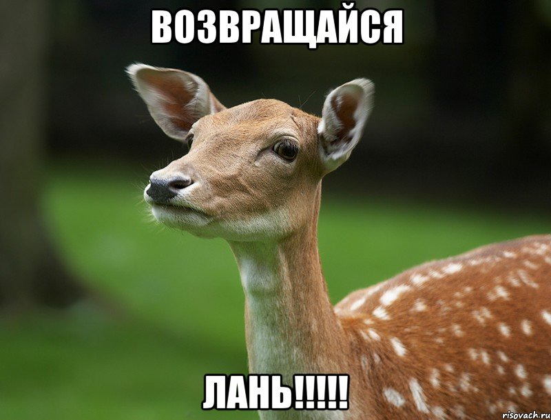 ВОЗВРАЩАЙСЯ ЛАНЬ!!!!!