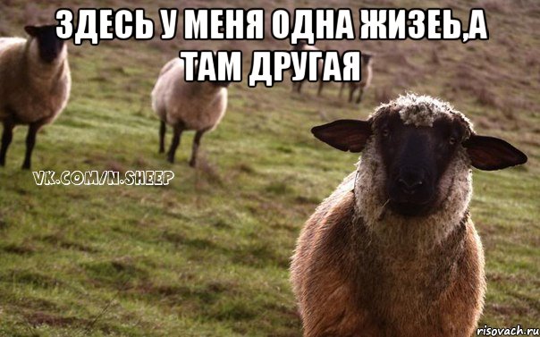 здесь у меня одна жизеь,а там другая , Мем  Наивная Овца