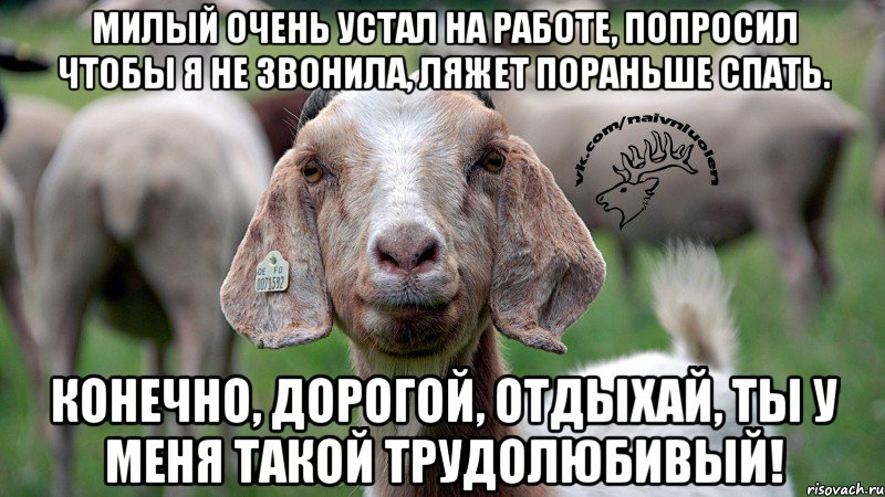 Милый очень устал на работе, попросил чтобы я не звонила, ляжет пораньше спать. Конечно, дорогой, отдыхай, ты у меня такой трудолюбивый!