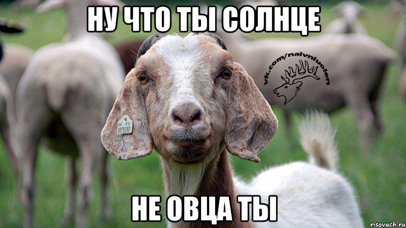 ну что ты солнце не овца ты