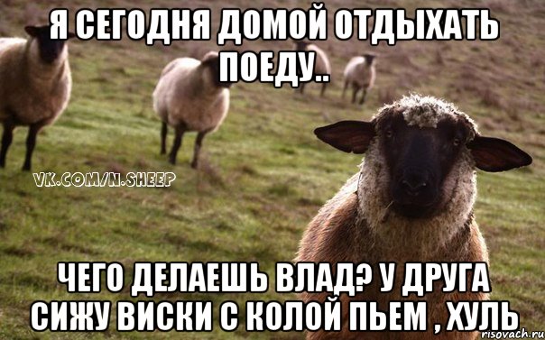 Я сегодня домой отдыхать поеду.. Чего делаешь Влад? У друга сижу виски с колой пьем , хуль, Мем  Наивная Овца