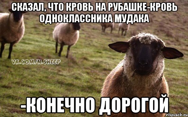 Сказал, что кровь на рубашке-кровь одноклассника мудака -Конечно дорогой, Мем  Наивная Овца