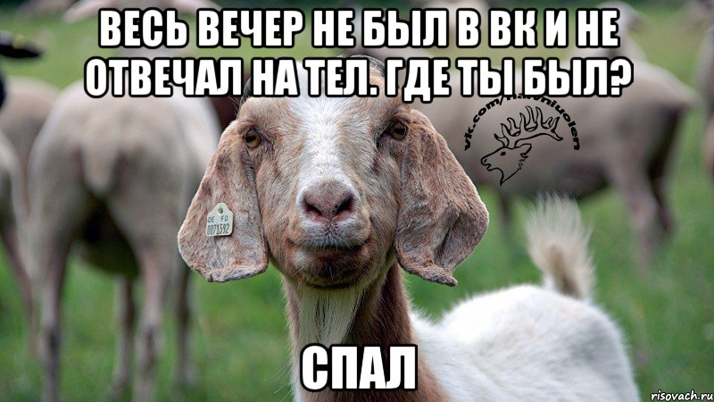 весь вечер не был в вк и не отвечал на тел. Где ты был? спал, Мем  Наивная овца