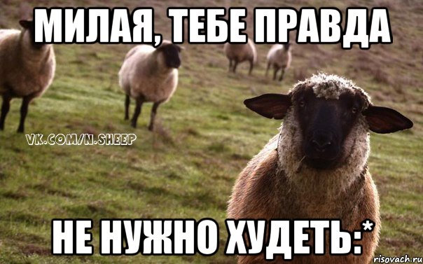 Милая, тебе правда не нужно худеть:*, Мем  Наивная Овца