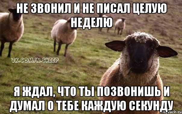 Не звонил и не писал целую неделю Я ждал, что ты позвонишь и думал о тебе каждую секунду, Мем  Наивная Овца