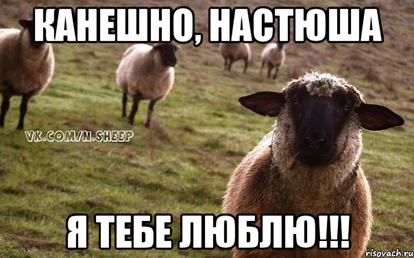 Канешно, Настюша Я тебе люблю!!!, Мем  Наивная Овца