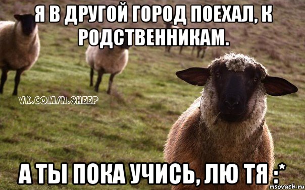 Я в другой город поехал, к родственникам. а ты пока учись, лю тя :*, Мем  Наивная Овца