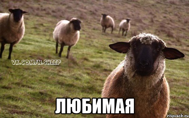  любимая, Мем  Наивная Овца
