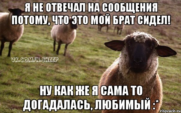 Я не отвечал на сообщения потому, что это мой брат сидел! Ну как же я сама то догадалась, любимый :*, Мем  Наивная Овца