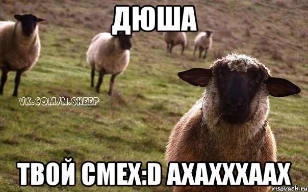 Дюша Твой смех:D Ахахххаах, Мем  Наивная Овца