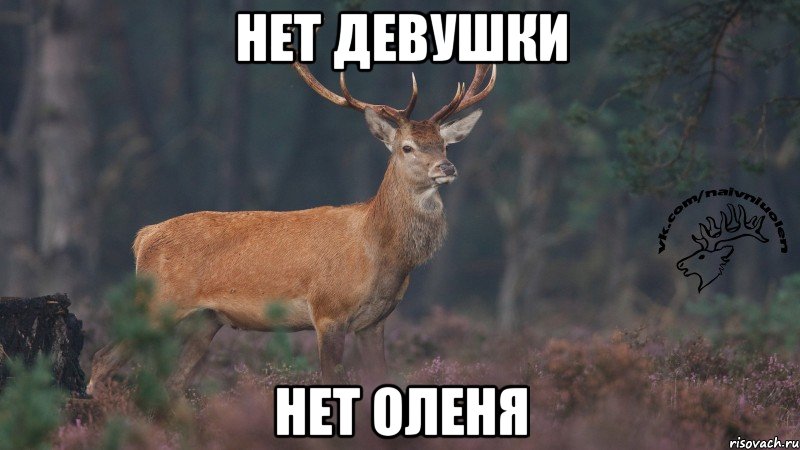 Нет девушки Нет оленя