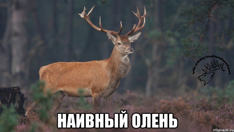  Наивный олень