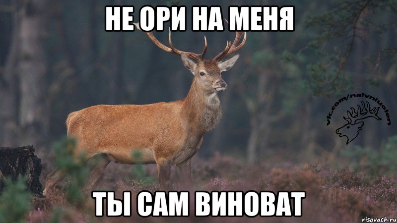 Не ори на меня ты сам виноват