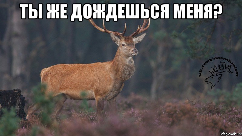 Ты же дождешься меня? 