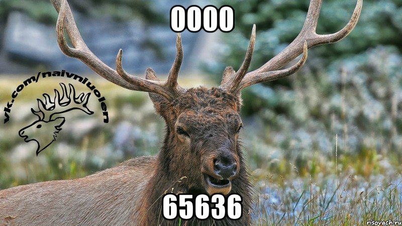 0000 65636