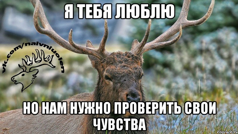 я тебя люблю но нам нужно проверить свои чувства