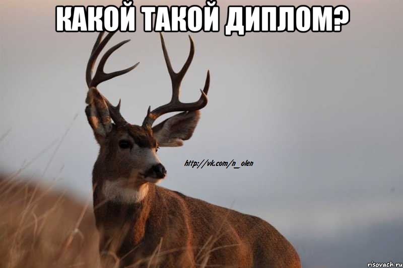 какой такой диплом? 