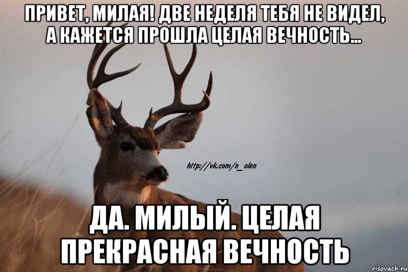 Привет, милая! Две неделя тебя не видел, а кажется прошла целая вечность... да. милый. целая прекрасная вечность, Мем Наивный Олень
