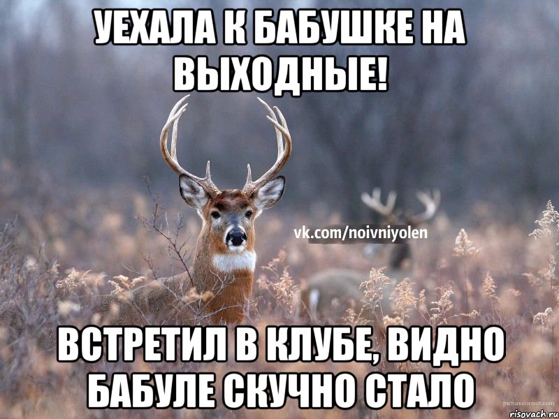 уехала к бабушке на выходные! встретил в клубе, видно Бабуле скучно стало, Мем Наивный Олень vk