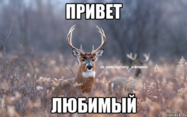 привет любимый, Мем  Наивный Олененок