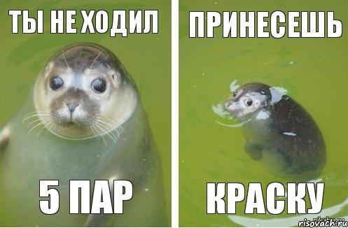 ты не ходил принесешь краску 5 пар
