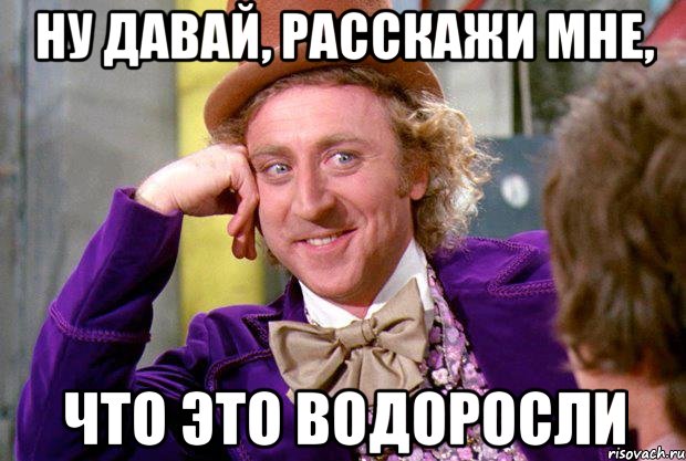 Ну давай, расскажи мне, Что это водоросли, Мем Ну давай расскажи (Вилли Вонка)