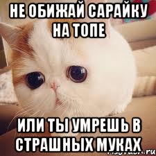 Не обижай Сарайку на топе или ты умрешь в страшных муках, Мем Няшный кот