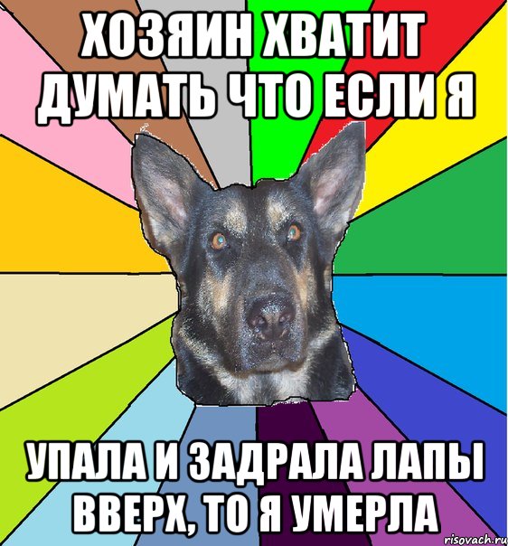 хозяин хватит думать что если я упала и задрала лапы вверх, то я умерла, Мем Офигевшая собака