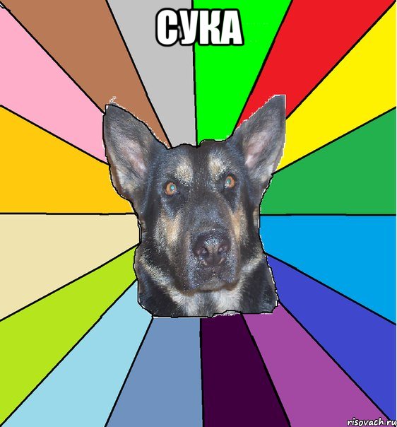 сука 