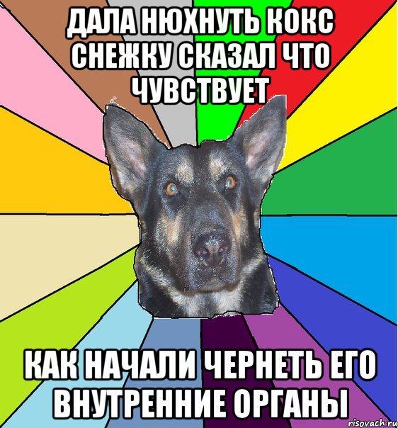 Дала нюхнуть кокс снежку сказал что чувствует как начали чернеть его внутренние органы, Мем Офигевшая собака