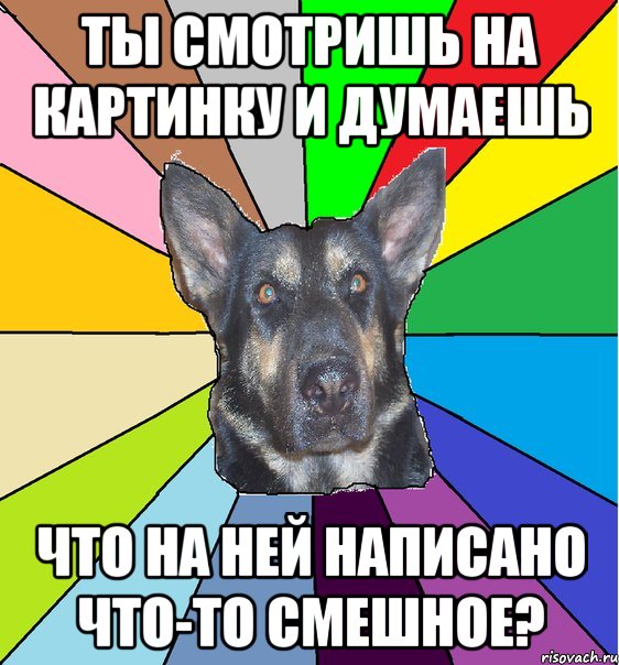 Ты смотришь на картинку и думаешь что на ней написано что-то смешное?, Мем Офигевшая собака