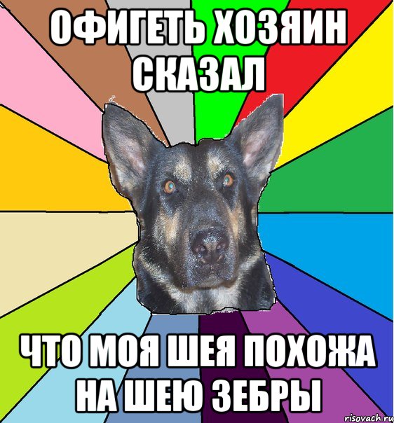 Офигеть хозяин сказал что моя шея похожа на шею зебры, Мем Офигевшая собака