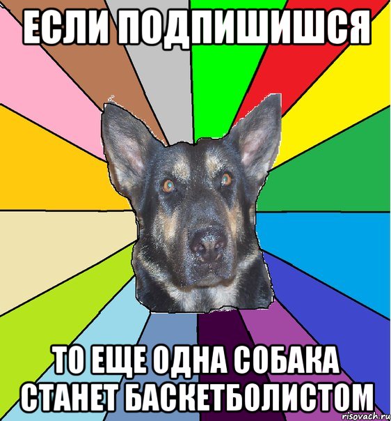 Если подпишишся то еще одна собака станет баскетболистом, Мем Офигевшая собака