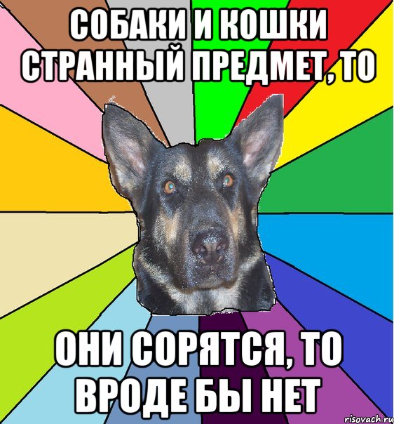Собаки и кошки странный предмет, то они сорятся, то вроде бы нет, Мем Офигевшая собака