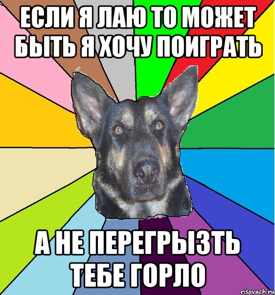 Если я лаю то может быть я хочу поиграть а не перегрызть тебе горло, Мем Офигевшая собака