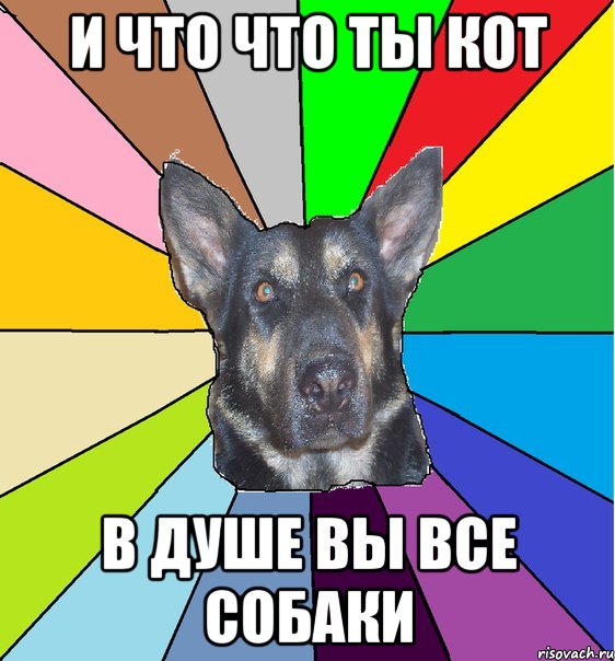 и что что ты кот в душе вы все собаки, Мем Офигевшая собака