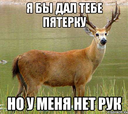 Я бы дал тебе пятерку Но у меня нет рук, Мем олень года
