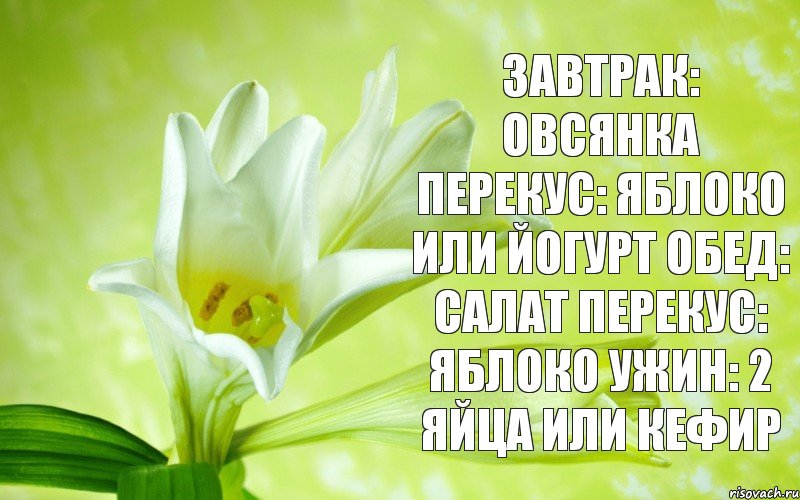 Завтрак: овсянка Перекус: яблоко или йогурт Обед: салат Перекус: яблоко Ужин: 2 яйца или кефир, Комикс оло