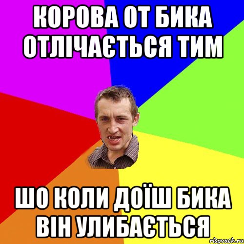 Корова от бика отлічається тим шо коли доїш бика він улибається, Мем Чоткий паца