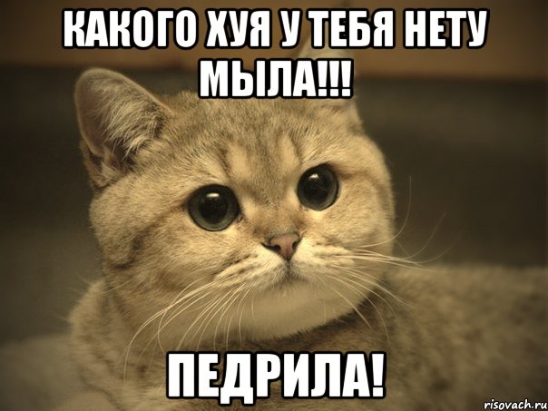 Какого ХУЯ У тебя нету мыла!!! Педрила!, Мем Пидрила ебаная котик