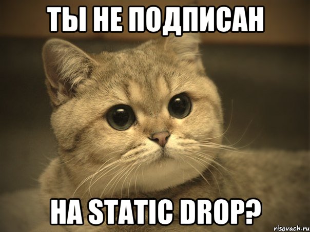 Ты не подписан На Static Drop?, Мем Пидрила ебаная котик