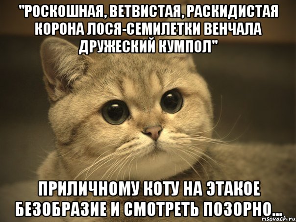 "Роскошная, ветвистая, раскидистая корона лося-семилетки венчала дружеский кумпол" Приличному коту на этакое безобразие и смотреть позорно..., Мем Пидрила ебаная котик