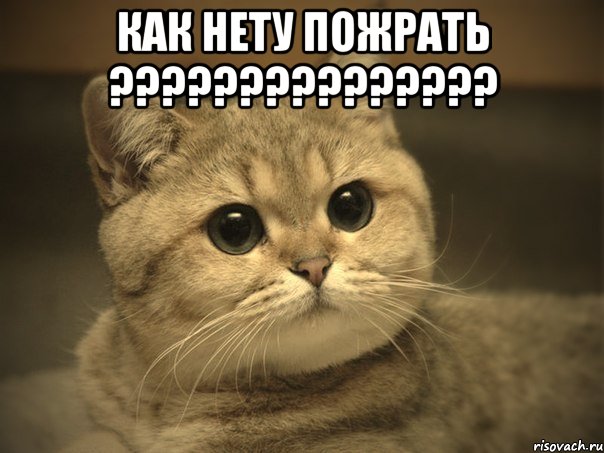 КАК НЕТУ ПОЖРАТЬ ??????????????? , Мем Пидрила ебаная котик