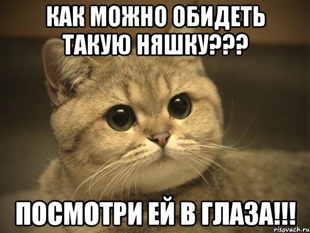 Как можно обидеть такую няшку??? ПОСМОТРИ ЕЙ В ГЛАЗА!!!, Мем Пидрила ебаная котик