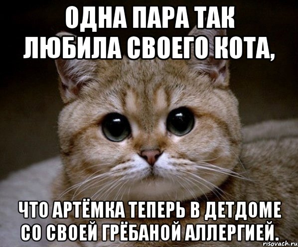 Одна пара так любила своего кота, Что Артёмка теперь в детдоме со своей грёбаной аллергией., Мем Пидрила Ебаная